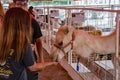 HedrickÃ¢â¬â¢s Petting Zoo Royalty Free Stock Photo